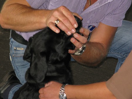 Austrian Retriever bei der Hundeaustellung IMG_820