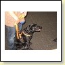 Austrian Retriever bei der Hundeaustellung IMG_824