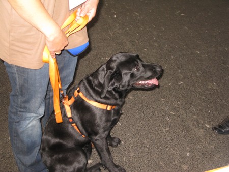Austrian Retriever bei der Hundeaustellung IMG_824