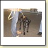 Austrian Retriever bei der HundeaustellungI MG_825