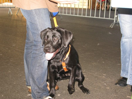 Austrian Retriever bei der Hundeaustellung IMG_826