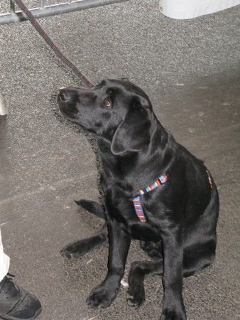 Austrian Retriever bei der Hundeaustellung IMG_828