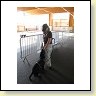 Austrian Retriever bei der Hundeaustellung IMG_829