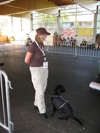 Austrian Retriever bei der Hundeaustellung IMG_831