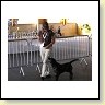 Austrian Retriever bei der Hundeaustellung IMG_834