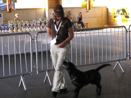 Austrian Retriever bei der Hundeaustellung IMG_834