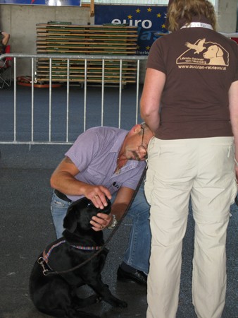 Austrian Retriever bei der Hundeaustellung IMG_838