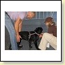 Austrian Retriever bei der Hundeaustellung IMG_842