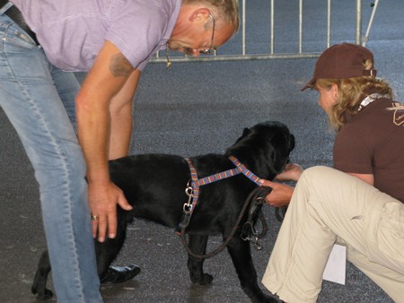 Austrian Retriever bei der Hundeaustellung IMG_842