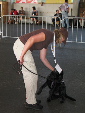 Austrian Retriever bei der Hundeaustellung IMG_843