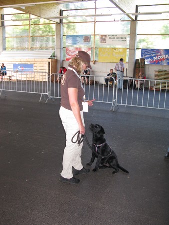 Austrian Retriever bei der Hundeaustellung IMG_844
