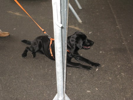Austrian Retriever bei der Hundeaustellung IMG_846