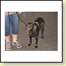Austrian Retriever bei der Hundeaustellung IMG_851