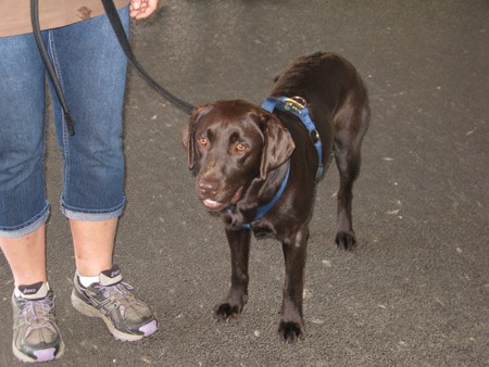 Austrian Retriever bei der Hundeaustellung IMG_851