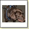 Austrian Retriever bei der Hundeaustellung IMG_852