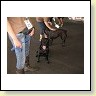 Austrian Retriever bei der Hundeaustellung IMG_853