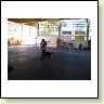 Austrian Retriever bei der Hundeaustellung IMG_854