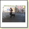 Austrian Retriever bei der Hundeaustellung IMG_857