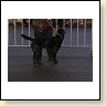 Austrian Retriever bei der Hundeaustellung IMG_858