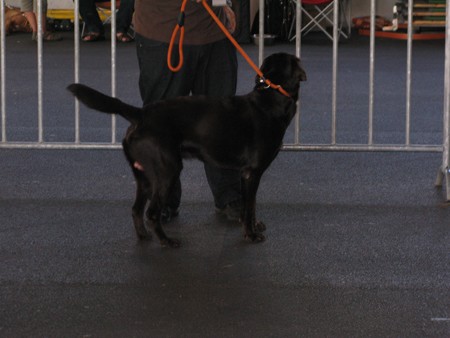Austrian Retriever bei der Hundeaustellung IMG_858