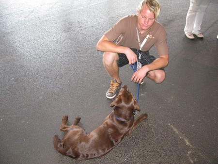 Austrian Retriever bei der Hundeaustellung IMG_861