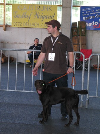 Austrian Retriever bei der Hundeaustellung IMG_864