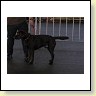 Austrian Retriever bei der Hundeaustellung IMG_865