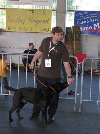 Austrian Retriever bei der Hundeaustellung IMG_867
