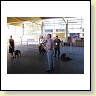 Austrian Retriever bei der Hundeaustellung IMG_870