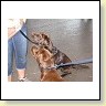 Austrian Retriever bei der Hundeaustellung IMG_875