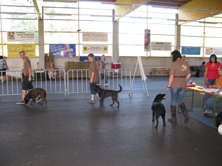 Austrian Retriever bei der Hundeaustellung IMG_877