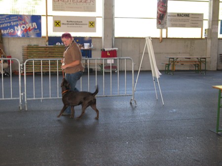 Austrian Retriever bei der Hundeaustellung IMG_878