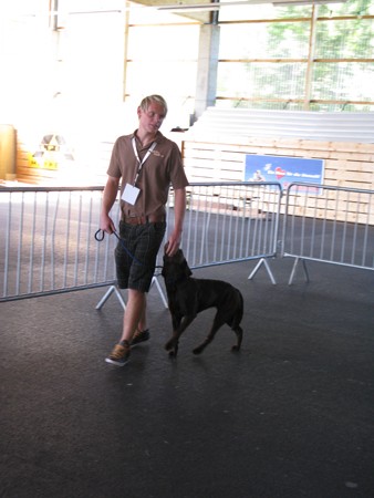 Austrian Retriever bei der Hundeaustellung IMG_879