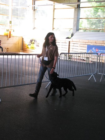 Austrian Retriever bei der Hundeaustellung IMG_880