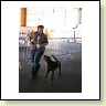 Austrian Retriever bei der Hundeaustellung IMG_881