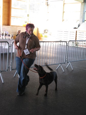 Austrian Retriever bei der Hundeaustellung IMG_881