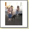 Austrian Retriever bei der Hundeaustellung IMG_882