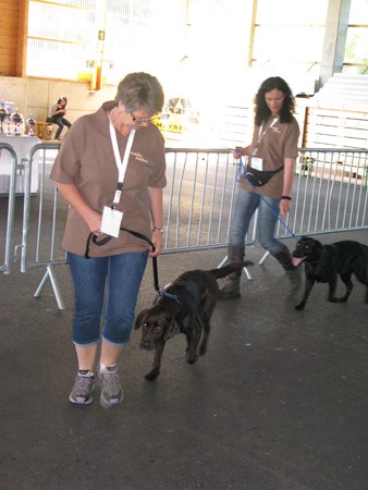 Austrian Retriever bei der Hundeaustellung IMG_882