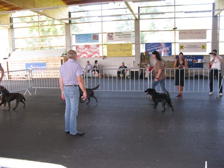 Austrian Retriever bei der Hundeaustellung IMG_883