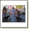 Austrian Retriever bei der Hundeaustellung IMG_885