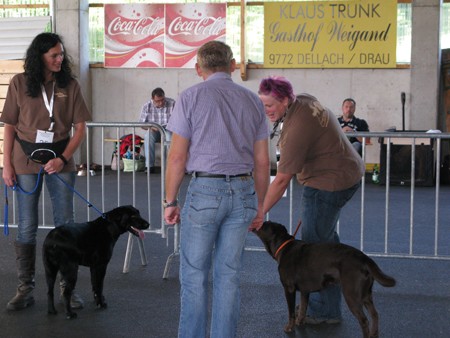 Austrian Retriever bei der Hundeaustellung IMG_885