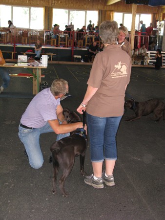 Austrian Retriever bei der Hundeaustellung IMG_890