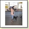 Austrian Retriever bei der Hundeaustellung IMG_893