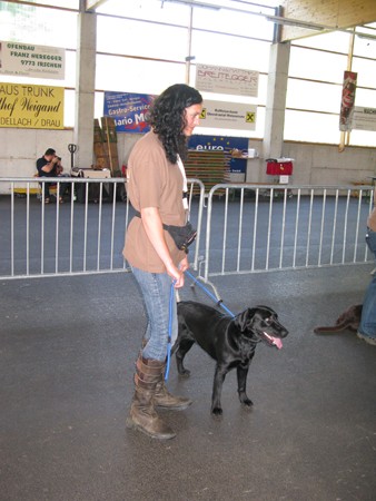 Austrian Retriever bei der Hundeaustellung IMG_893