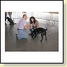 Austrian Retriever bei der Hundeaustellung IMG8200
