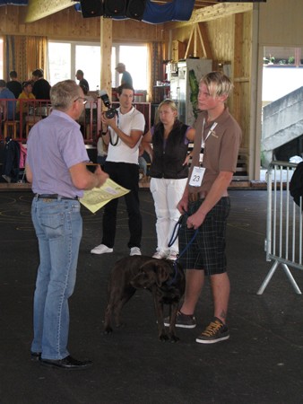 Austrian Retriever bei der Hundeaustellung MG8205