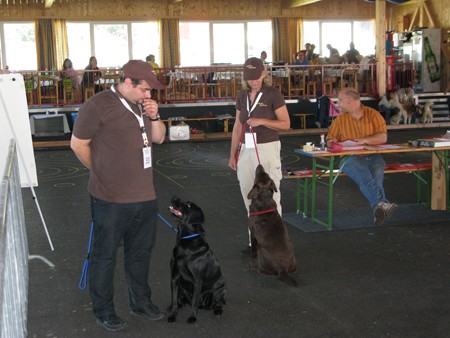 Austrian Retriever bei der Hundeaustellung IMG8211