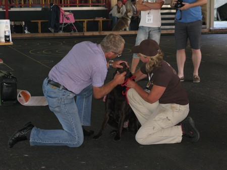 Austrian Retriever bei der Hundeaustellung IMG8216
