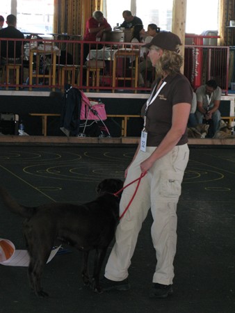Austrian Retriever bei der Hundeaustellung IMG8218