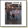 Austrian Retriever bei der Hundeaustellung IMG8219